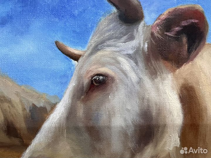 Картина маслом на холсте Коровы