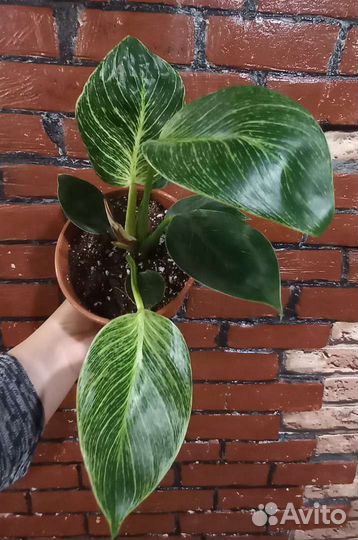 Комнатные сортовые цветы