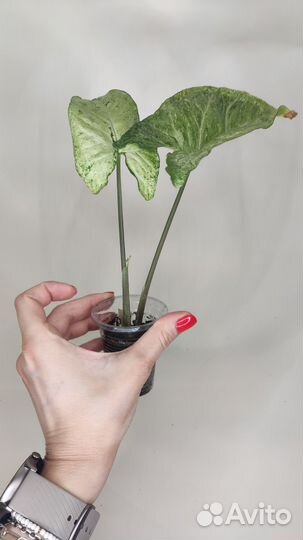 Сингониум фриклес