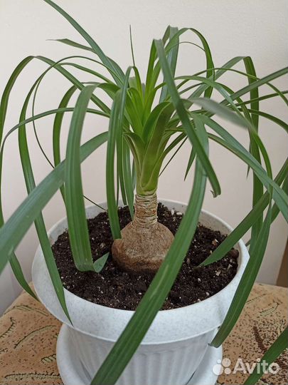 Бокарнея Нолина