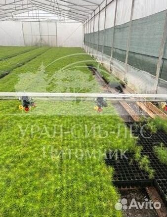 Голубая ель с зкс сеянцы