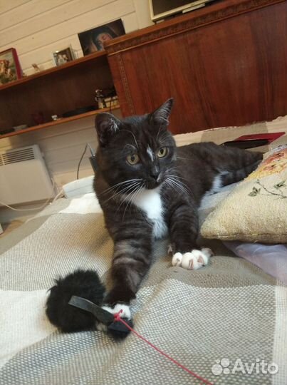 Отдам кота в добрые руки, Москва