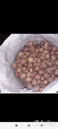 Картофель мелкий