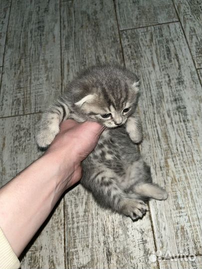 Шотландские котята