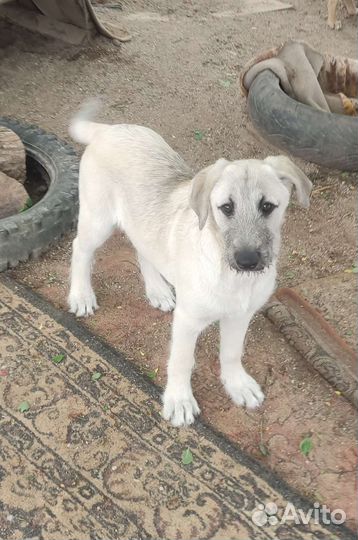 Крутой Шелдон