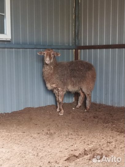 Овцы и бараны