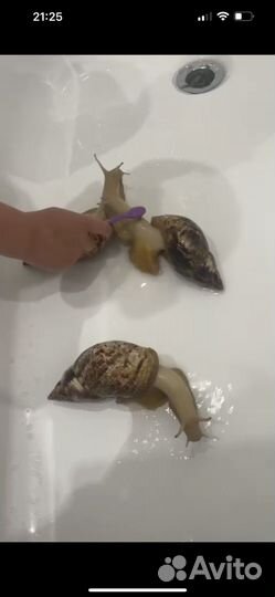 Отдам в добрые руки улитки ахатины