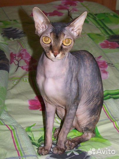 Канадский сфинкс