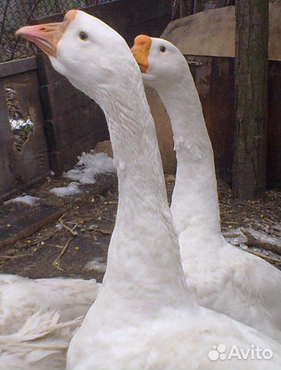 Утки - Гуси - Индоутки