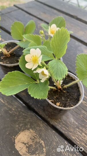 Рассада клубники в стаканчиках