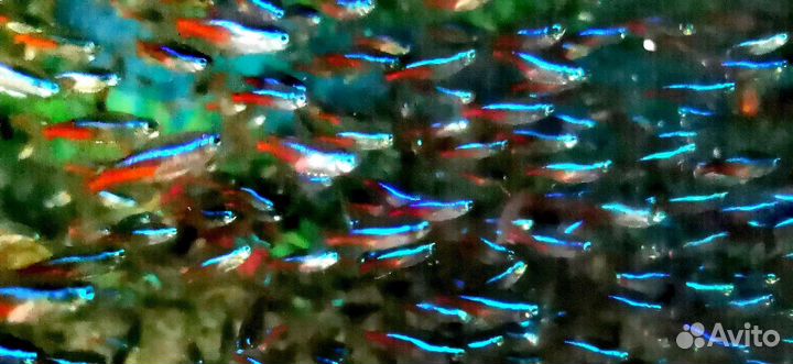 Неон голубой