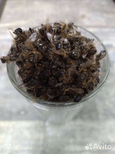 Пчелиный подмор настойка