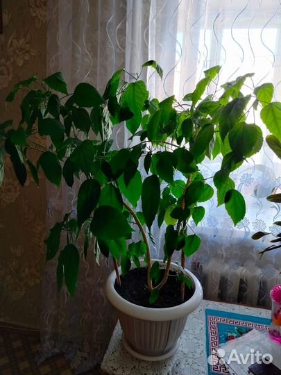 Цветы в горшках