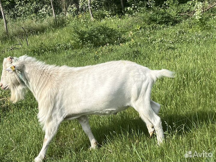 Козел зааненский