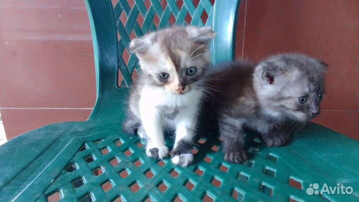 Котята вислоухие