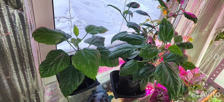 Комнатные цветы