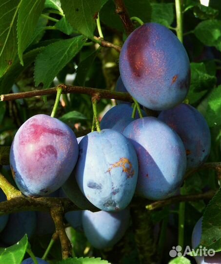 Саженцы сливы ненька