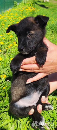 Щенок девочка 1,5 месяца