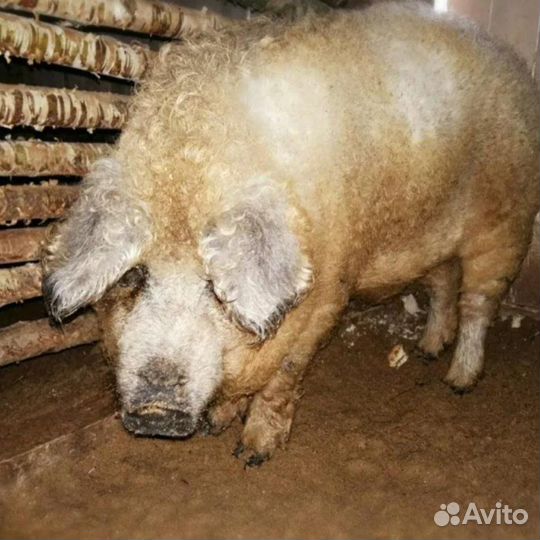 Кабан на продажу