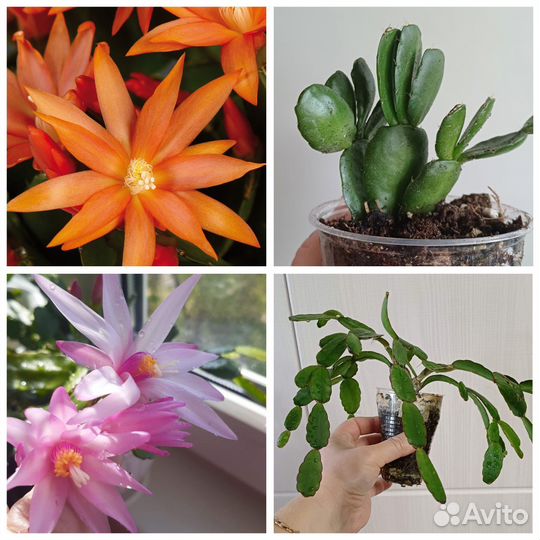 Рипсалидопсис