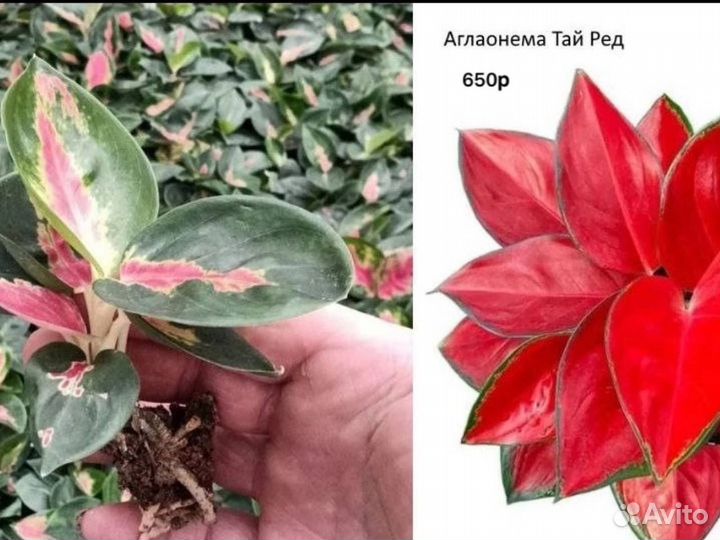 Сортовые аглаонемы