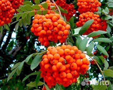 Рябина обыкновенная