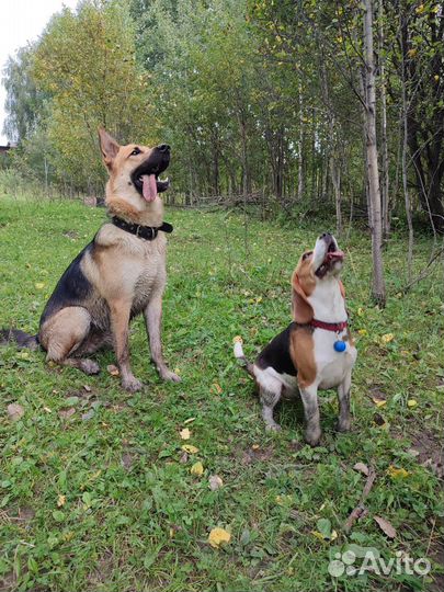 Услуги кинолога