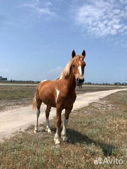 Продам*жеребчика*