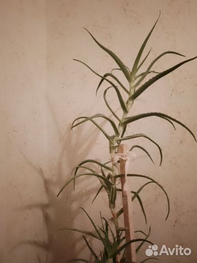 Алоэ столетник