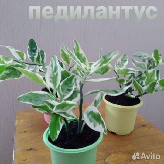 Педилантус