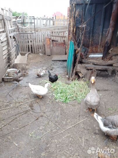 Мускусные утки