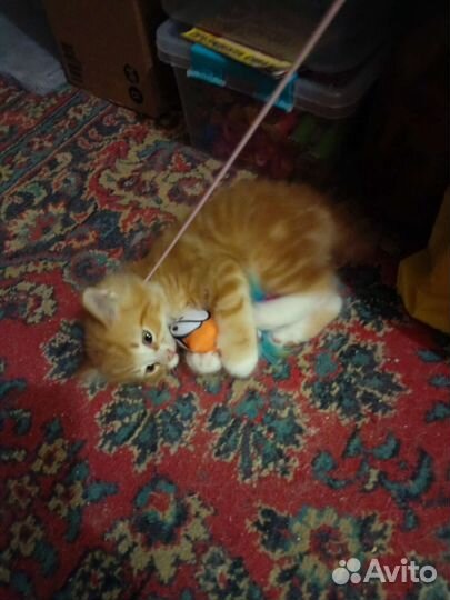 Котёнок Курильский Бобтейл