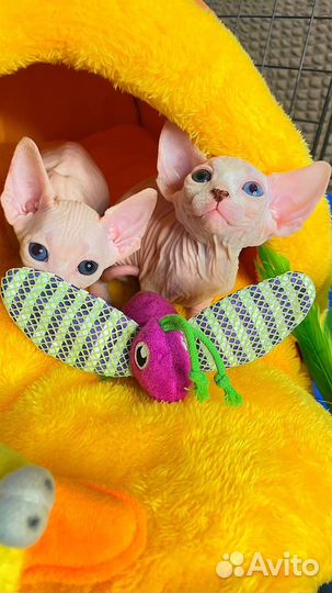 Разноглазый канадский сфинкс