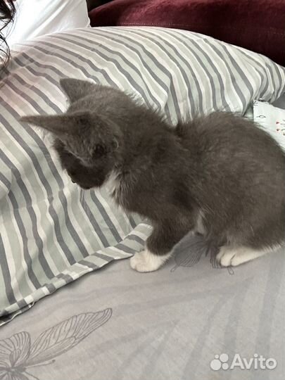 Котенок девочка, бесплатно