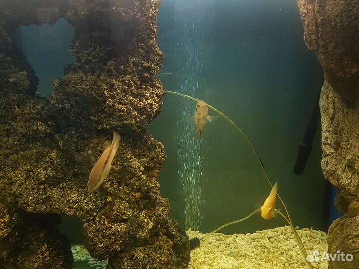 Аквариумные рыбки милеусы и др