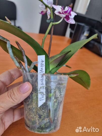 Орхидея фаленопсис бабочка