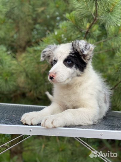 Щенок Бордер Колли