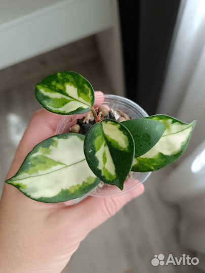 Хойя карноза триколор