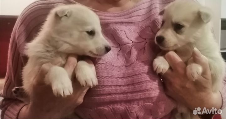 Щенки хаски