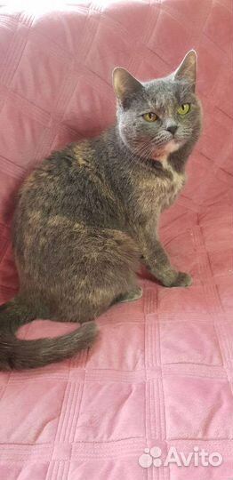 Кошки в добрые руки