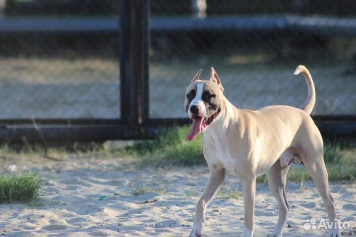 Стаффордширский терьер в добрые руки