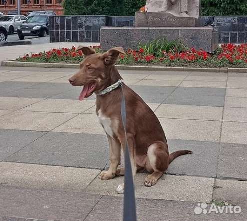В добрые руки щенок девочка