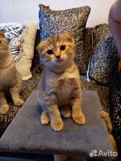 Шотландские котята