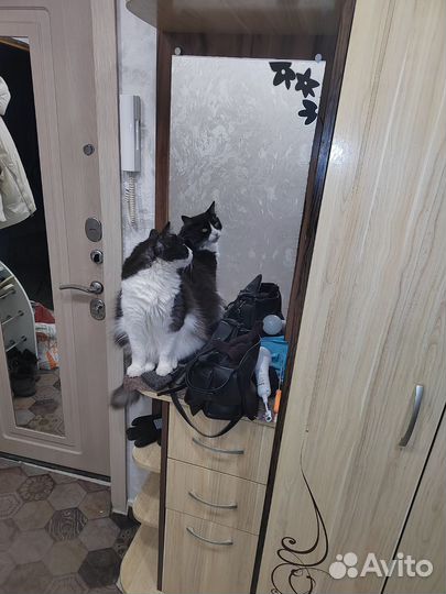 Шкаф прихожая бу