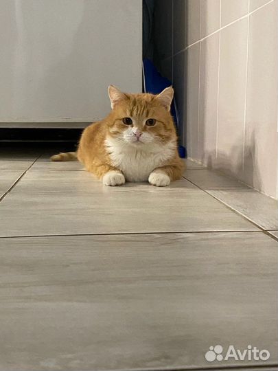 Кот Саня ищет любящих хозяев