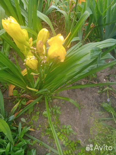 Обменяю цветы на ведро огурцов