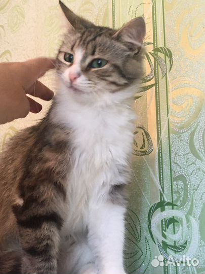 Аделинка ищет дом