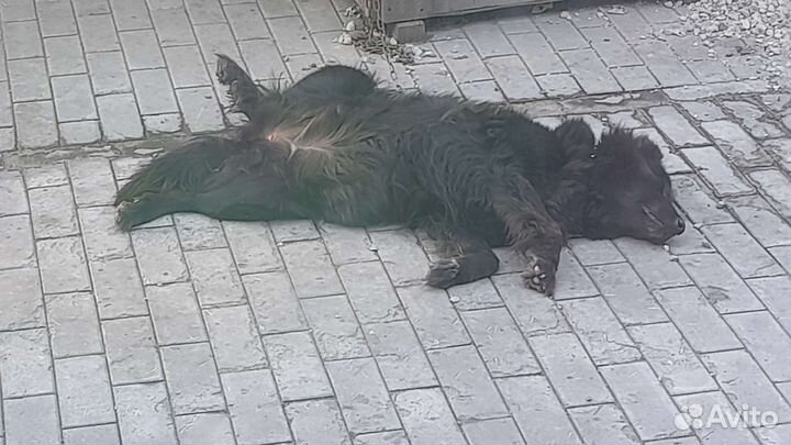 Потярялась собака