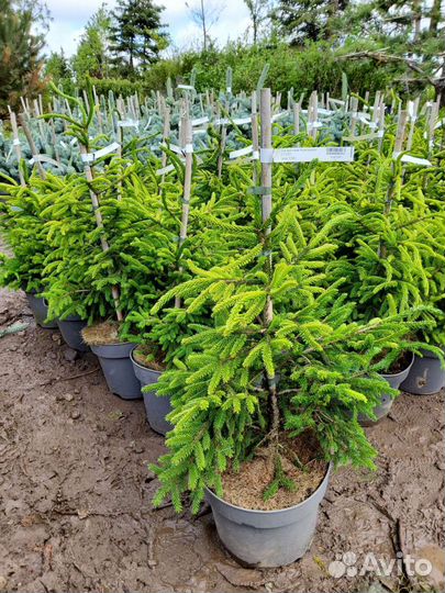 Ель Ауреспиката