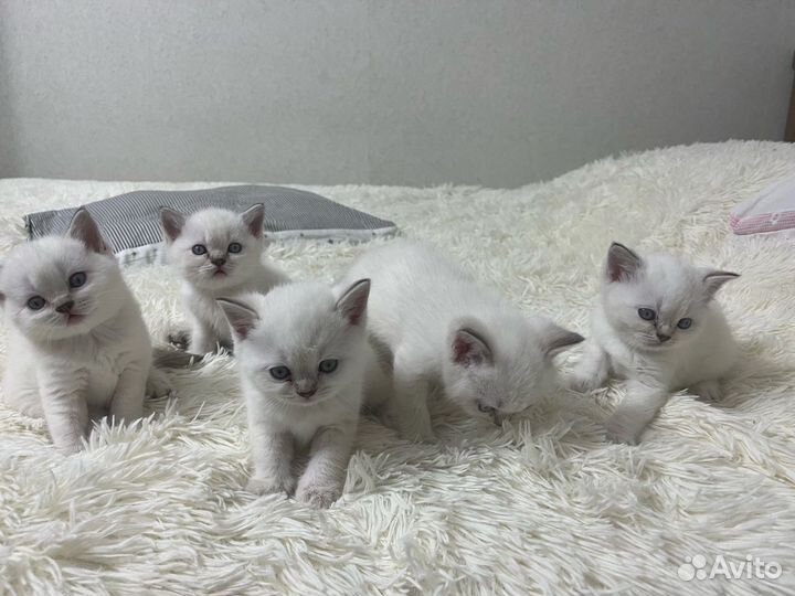 Британские котята